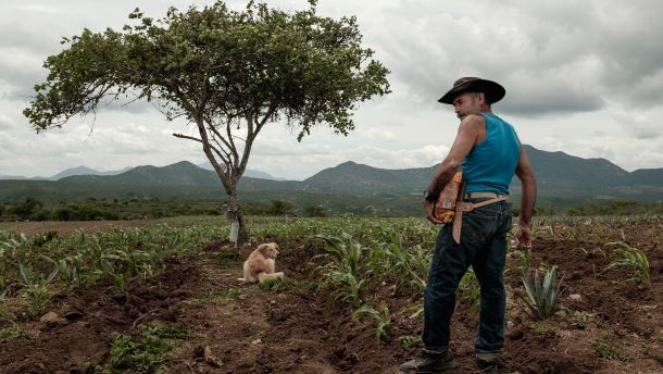 AGAVE: The Spirit of a Nation