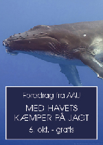 Foredrag: Med havets kæmper på jagt