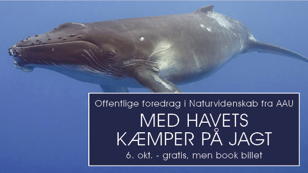 Foredrag: Med havets kæmper på jagt