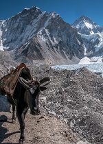 Mount Everest - historien om verdens hjeste bjerg