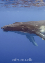 Med havets k�mper p� jagt (via livestream fra Aarhus Universitet)